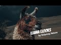 Llama llooks  150 minutes of beautiful relaxing nature music for study work meditation sleep