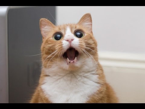 фото кота обиженного онлайн