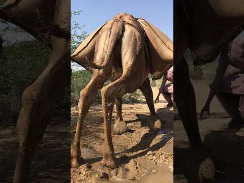 ج م ل ص ب ور ي ح م ل الأ ث ق ال و ي ب ق ى م خ ل ص ا ل م ال ك ه