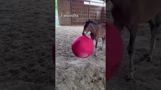 Guess who’s birthday it is #horse #rescue #rescuehorse