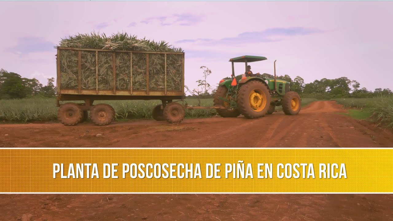 Planta de Poscosecha de Piña en Costa Rica- TvAgro por Juan Gonzalo ...