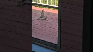 Mating road runner.