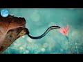 Middle of video