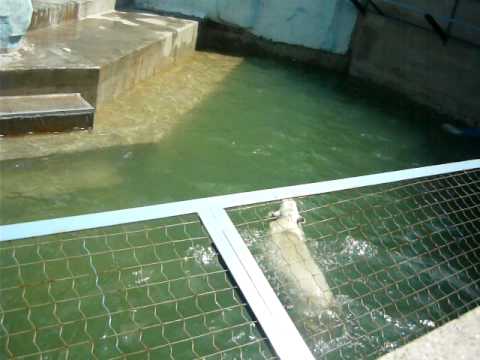 Polar bear in a zoo