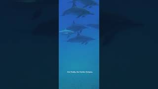 3 Ocean Animals That Look Like Aliens 👽🌊 #amazingfacts