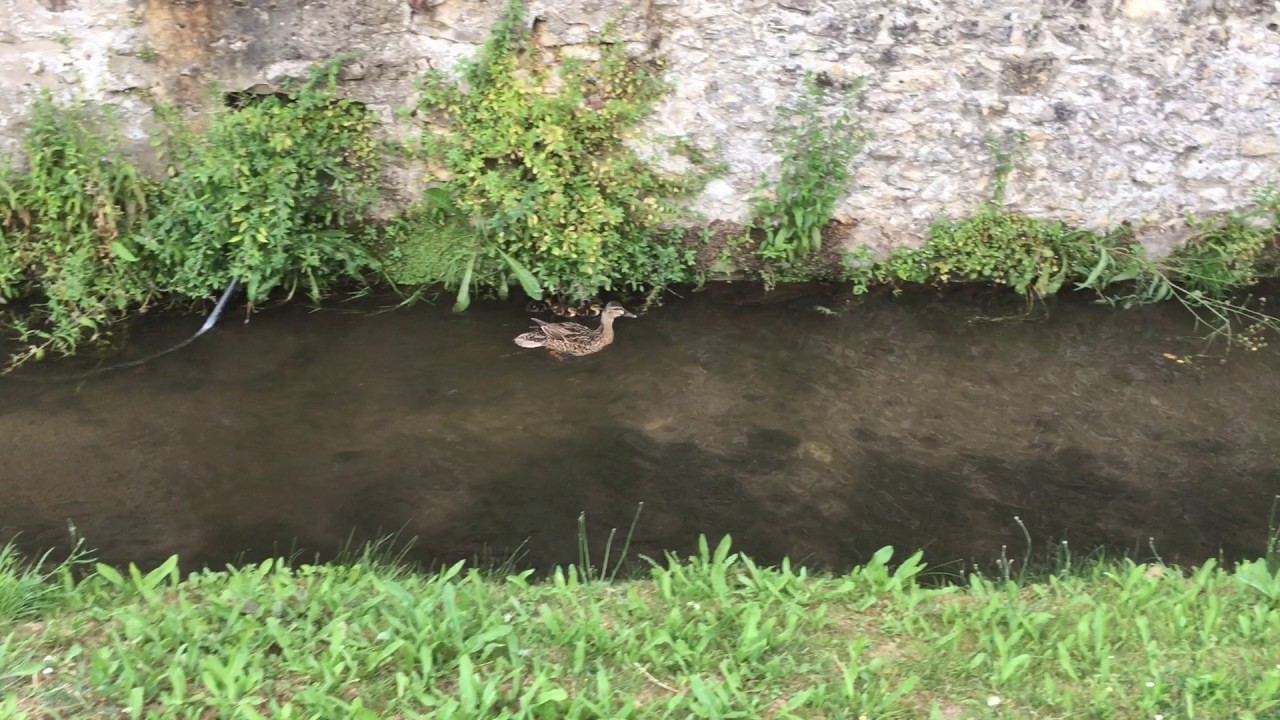 Утка с утятами в Этамп Франция