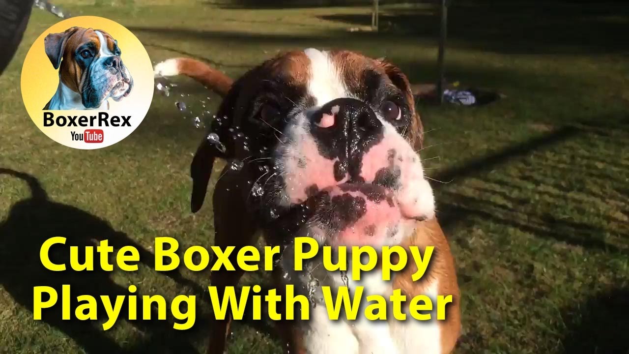 Cute Boxer Puppy Drinking And Playing With Water 💦 😂 😂 😂 - YouTube