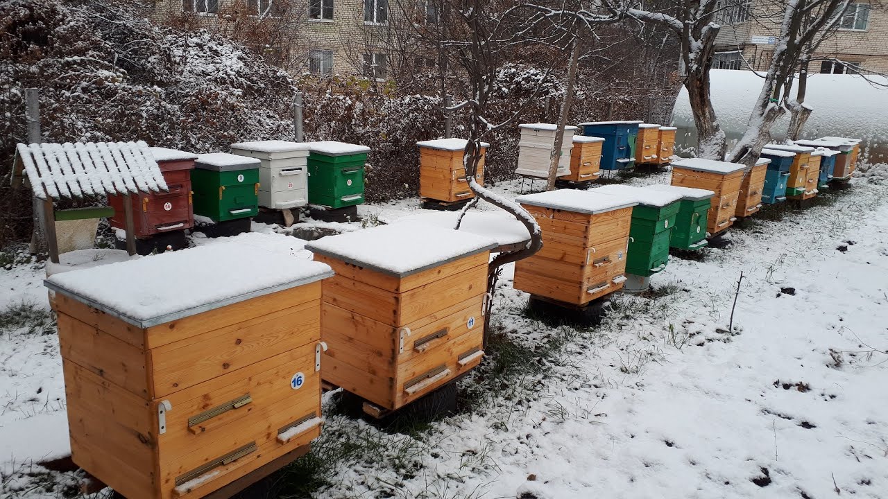 Расход корма за два месяца. Как протекает зимовка пчел. Соседство двух семей через перегородку.