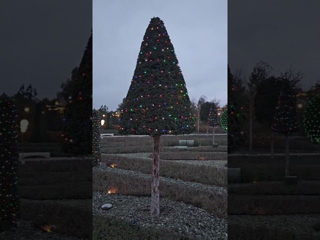 «Парк Облаков» Сергея Галицкого в Краснодаре сказочно засиял разноцветными огнями