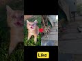 cat shorts for you #cat #trending