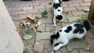 Stray cats loved this game.Cute stray cats.Rope game. :))) screenshot 5