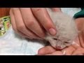 生後間もない3匹のかわいい子猫ちゃんがダンボール箱に捨てられていたので保護してあげた