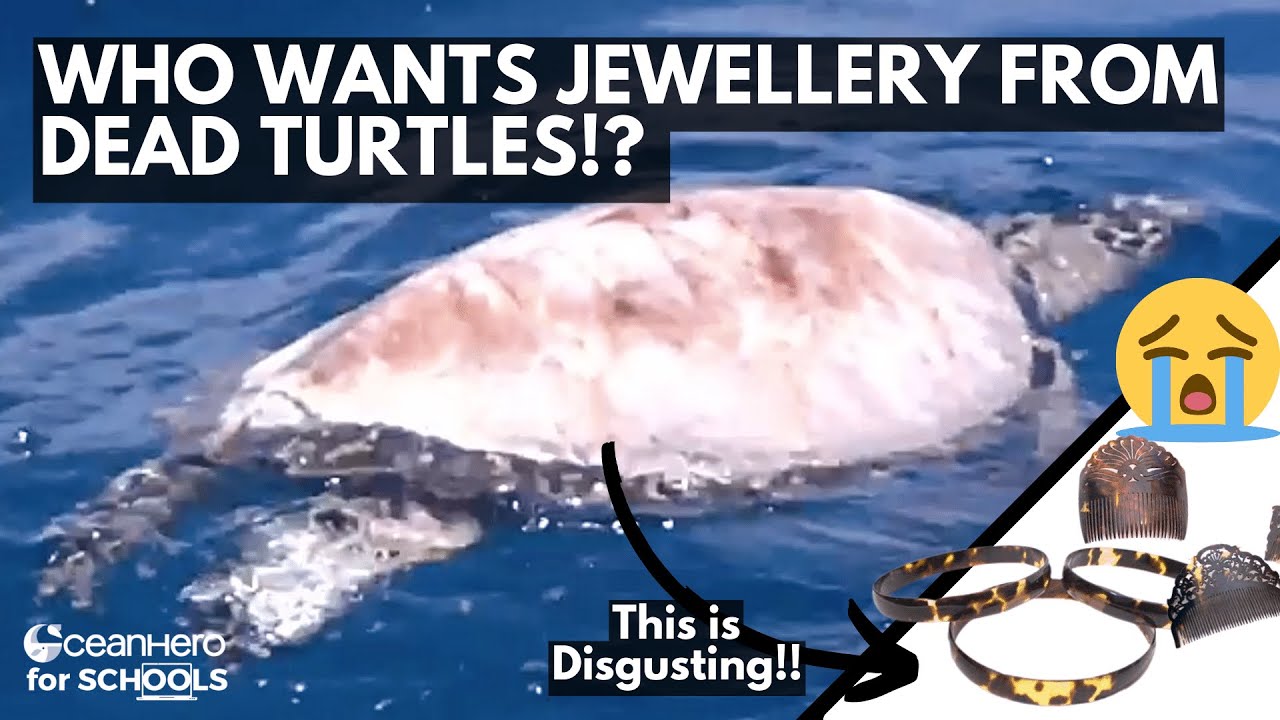 STOPPING the ILLEGAL TURTLE SHELL TRADE in Indonesia | Episode 19 