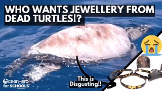 STOPPING the ILLEGAL TURTLE SHELL TRADE in Indonesia | Episode 19 @harrie_kerley