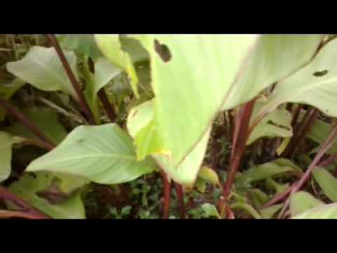 Tanaman Ganyong  Merah Canna Discolor YouTube