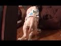 【感動実話】つらかったね パピーミルから保護された犬が立ったまま眠る姿に涙があふれる