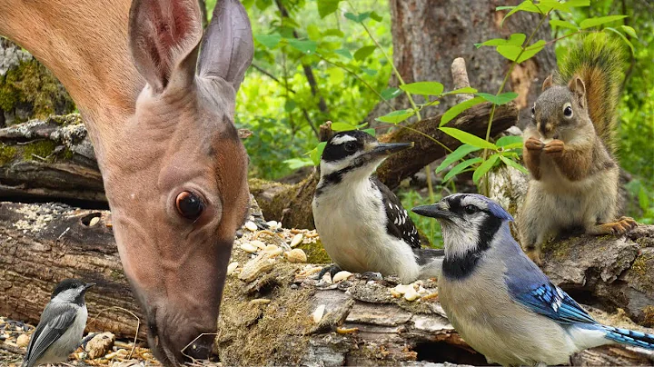 Video 10282901: forest wildlife, perfect cat, pets