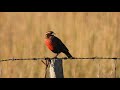 Leistes superciliaris / Pecho Colorado / White-browed Meadowlark