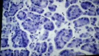 microslide part 4