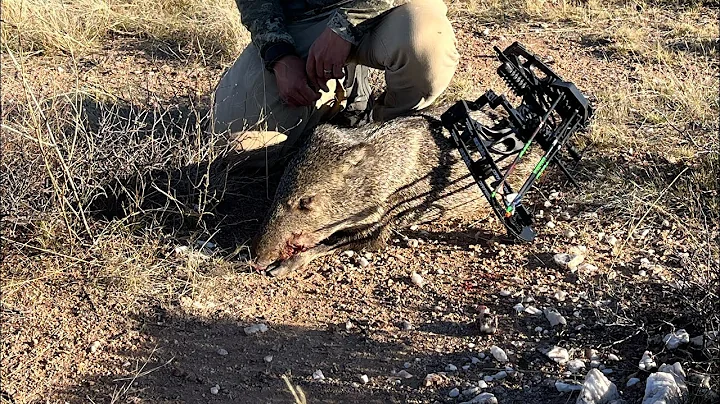 AZ 2023 archery javelina hunt-first big game and archery hunt ever!