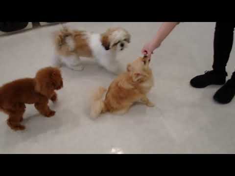 犬の幼稚園 ポムくんとトレーニング