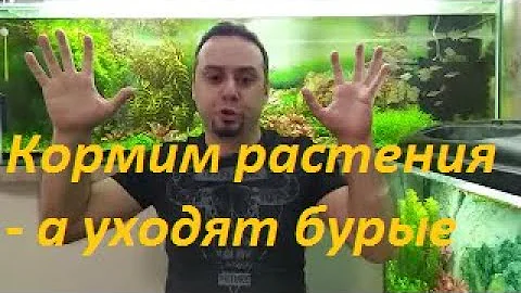 Бурые водоросли VS Питание аквариумных растений