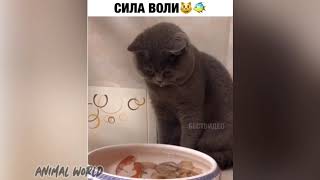 Смешные животные / Прикольные видео с собаками, кошками, птицами Смешные животные / Прикольные видео с собаками, кошками, птицами