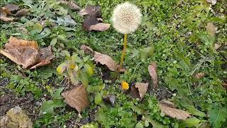 Bahçemi̇zde Yeni̇lebi̇li̇r Otlar Topladim