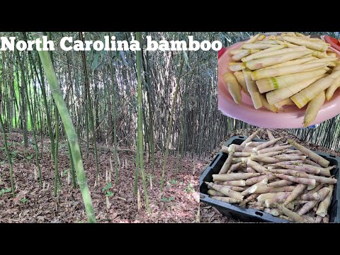 Video: Txoj cai lij choj pab menyuam hauv North Carolina yog dab tsi?