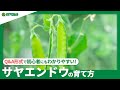 News サヤエンドウ 歌詞 動画視聴 歌ネット