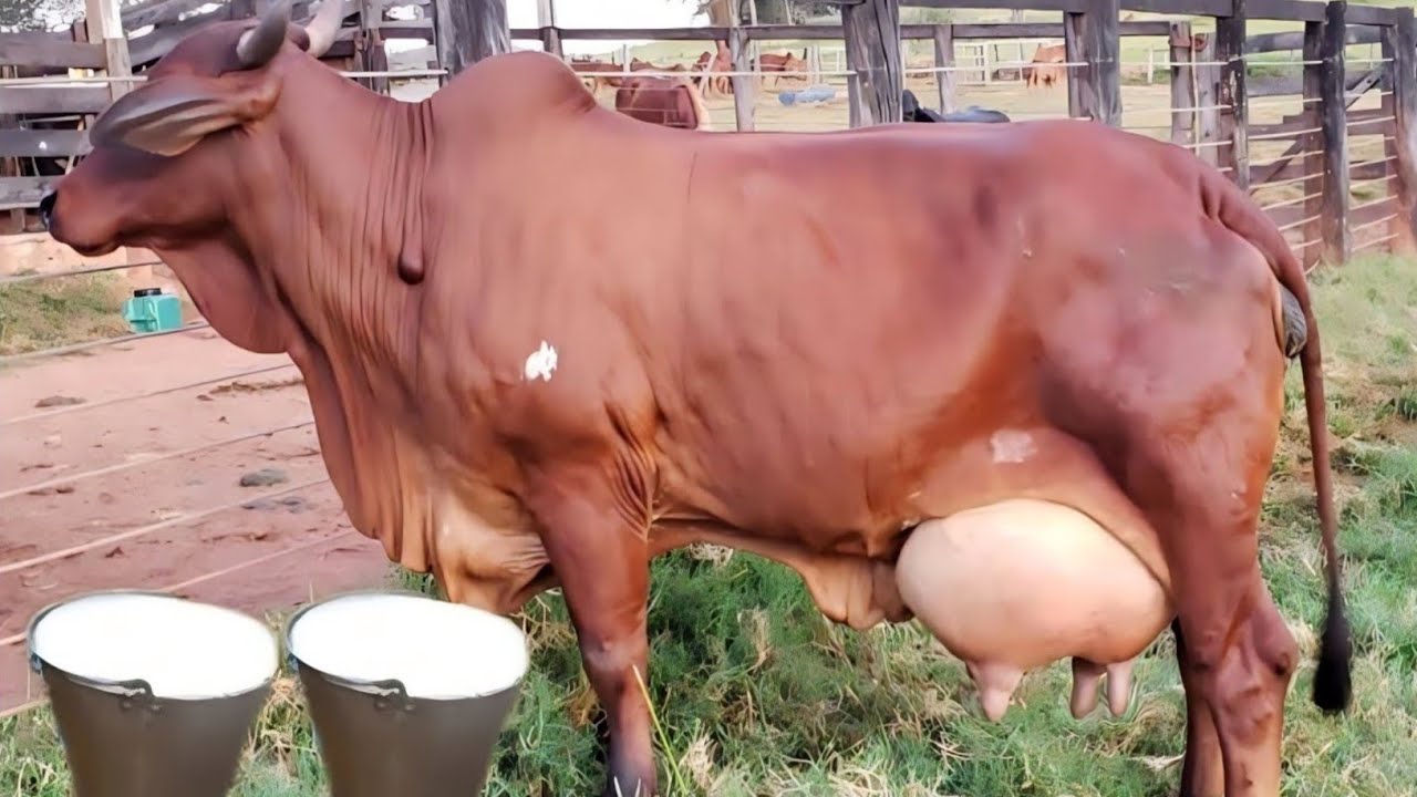 लुप्त होती लाल सिधीं नस्ल के गोधन का चयन कैसे करे 👍| red sindhi cow dairy farm in india