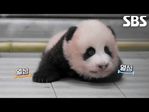 Fu Bao, growing bigger every day and ready to take those first steps↗