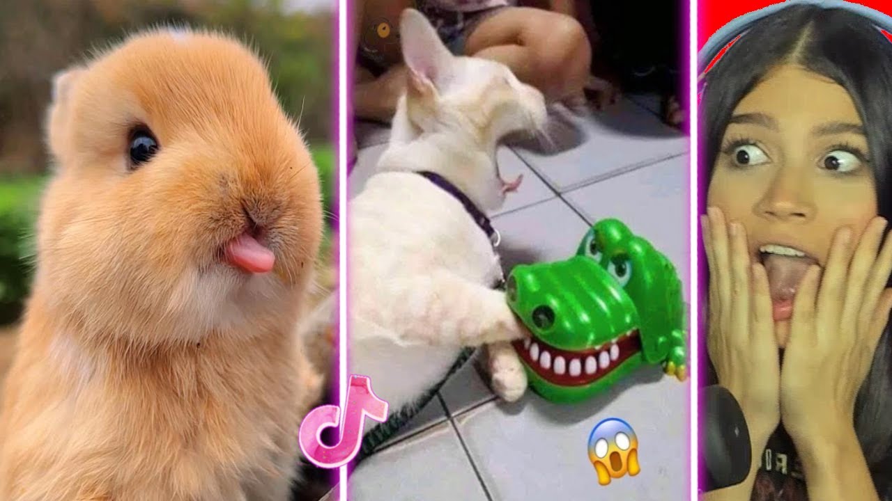 Animales muy Divertidos y Adorables que te Harán Reír