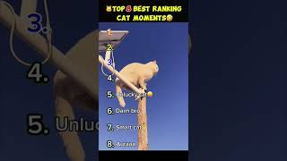 🤣These cat is so fun. Moments cat will make you laugh. #shorts