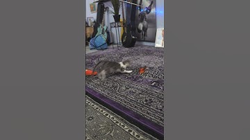 A throwback on HOW to play with your cat! #cats #catvideos