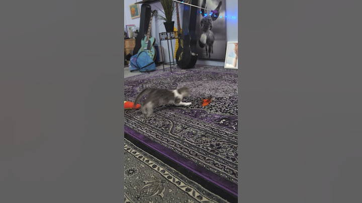 A throwback on HOW to play with your cat! #cats #catvideos