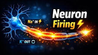 Action potential || The nervous system|| How Your Brain Controls Everything
