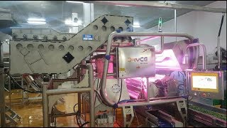 Celebrity Dryce optical sorting machine for fresh green beans | Raytec Vision Wealth