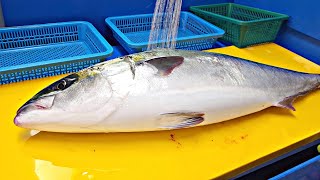 때깔좋은 자연산 중방어 6.5키로급 방어회뜨기 yellowtail sashimi