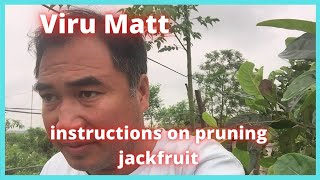 instructions on pruning jackfruit branches and jackfruit care