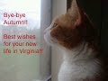 Music for my friend's cat