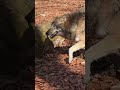 Wolf passes through sunlit forest 🐺Волк проходит через залитый солнцем лес 🐺