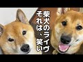 柴犬ボブ ライヴでも大暴れ #柴犬ロック