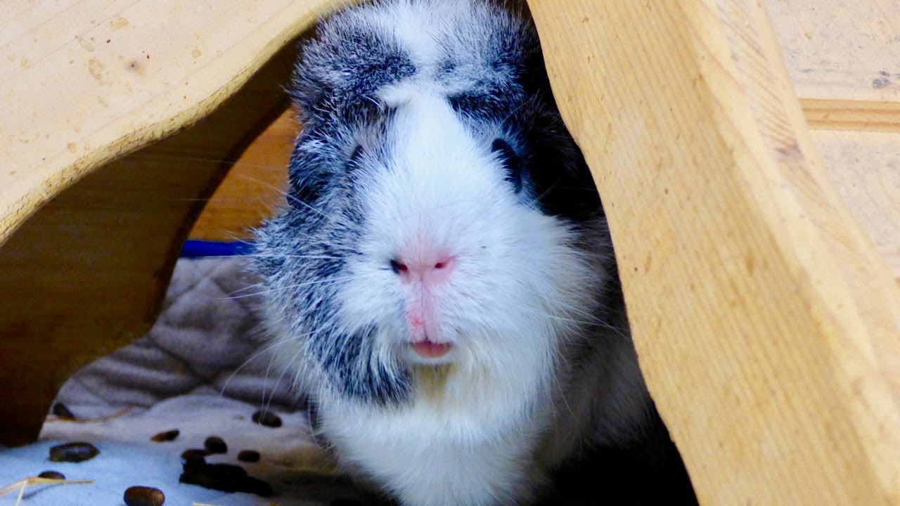 What Happens As Guinea Pigs Age?