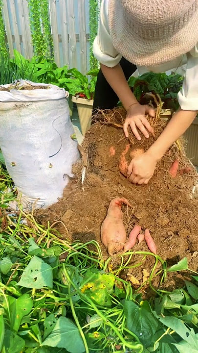How to plant sweet potatoes in sacks, a smart solution when you don't have enough land