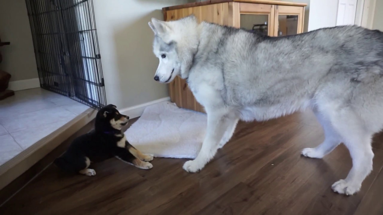 Husky And Shiba Inu Puppy Meet For The First Time