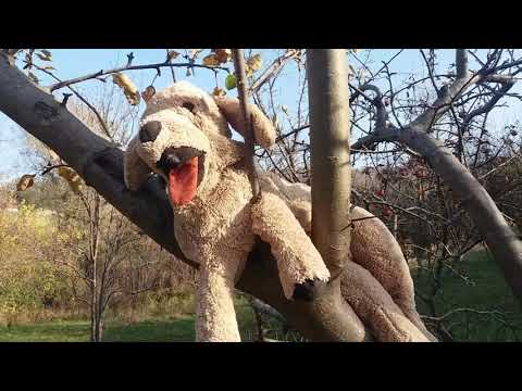 რუთი ეთამაშება ძაღლს Ruth plays with the dog