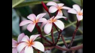 David ramen - Amour en or