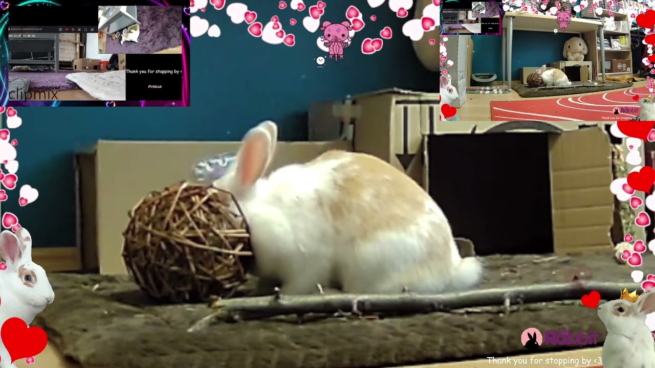 Miss Bunny searching for the meaning of life in a hayball