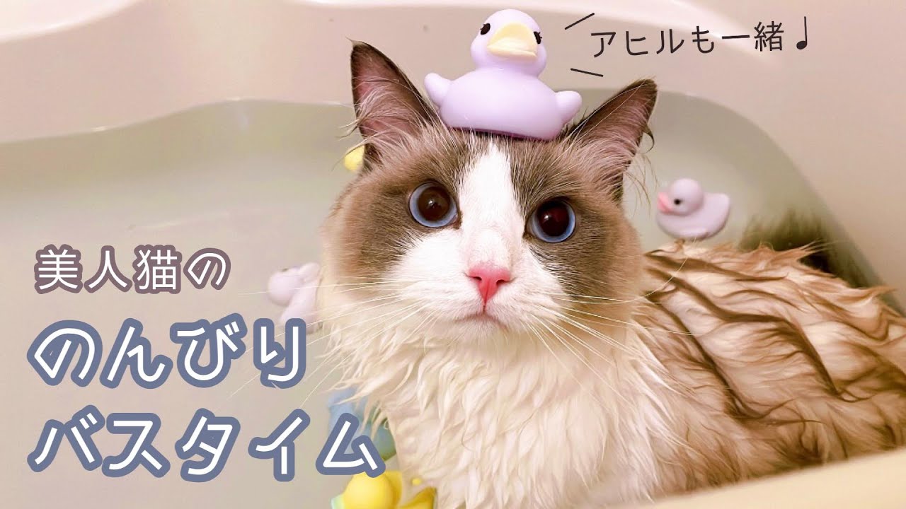 美人猫ののんびりバスタイム 猫とお風呂 気持ちいいね Youtube 美人猫ののんびりバスタイム 猫とお風呂 気持ちいいね Youtube